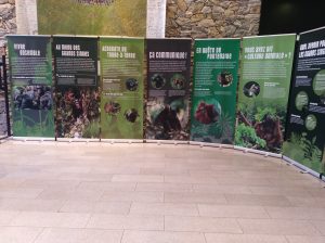 Exposició Grands Singes